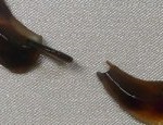 鼈甲(べっ甲)アクセサリー修理